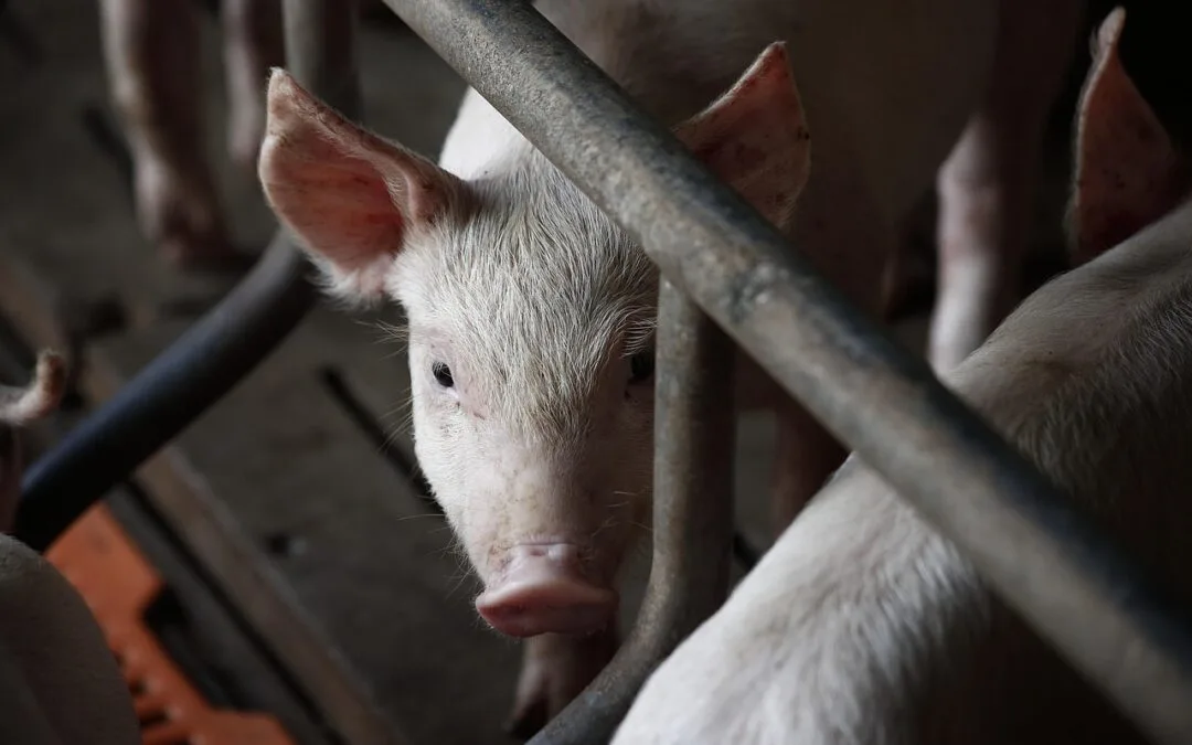 Abattoir de porcs Olymel à Yamachiche : « Les chiffres sont plus importants que l’être humain »